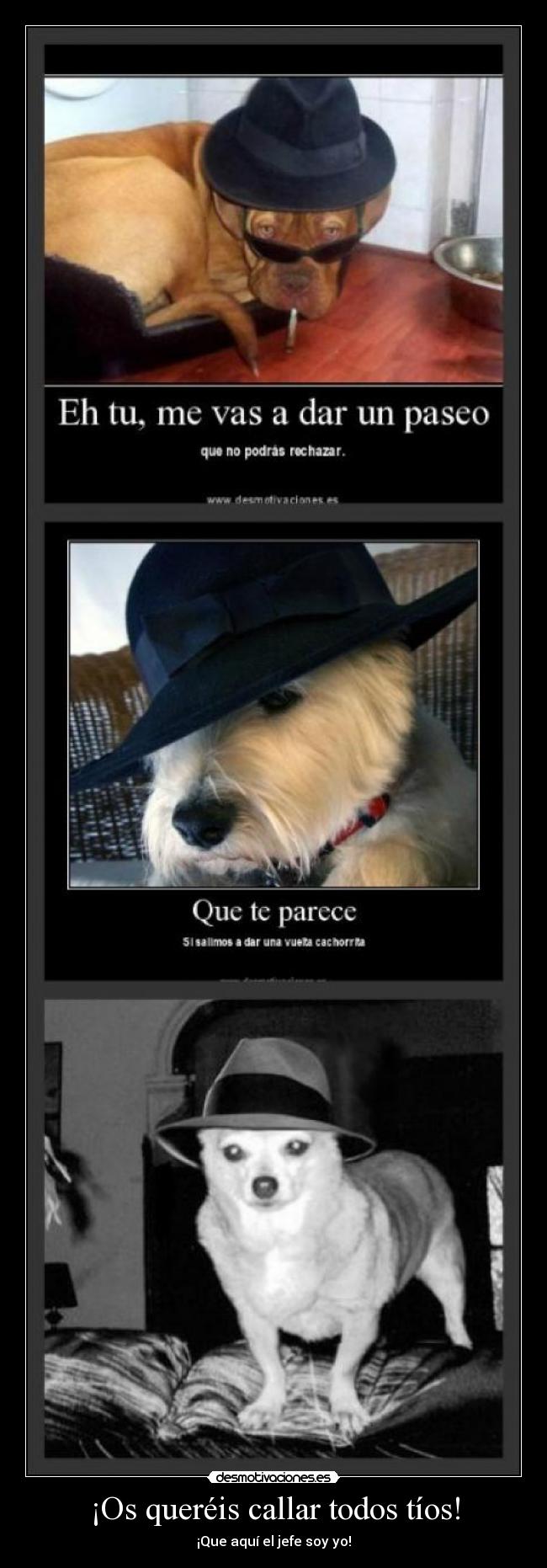carteles perro desmotivaciones