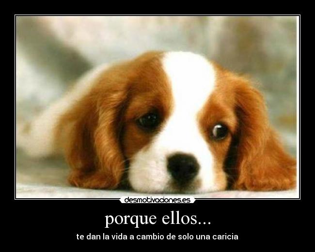 porque ellos... -