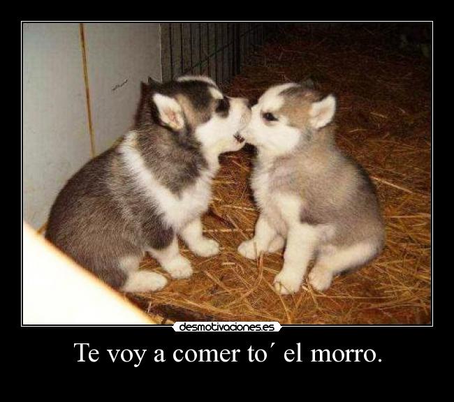 Te voy a comer to´ el morro. - 