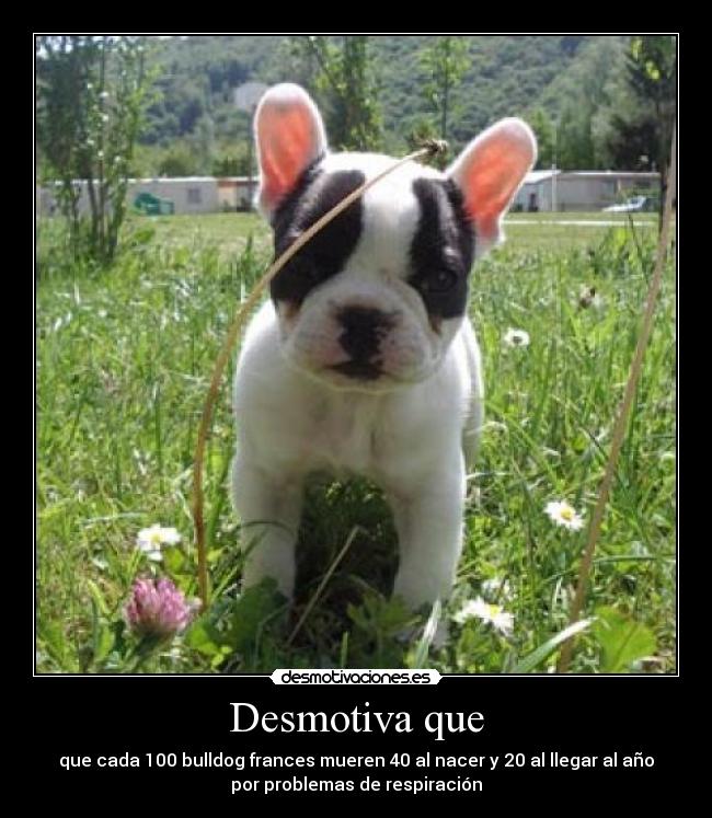 Desmotiva que - que cada 100 bulldog frances mueren 40 al nacer y 20 al llegar al año
por problemas de respiración