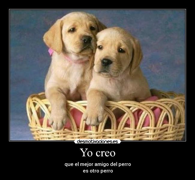 Yo creo - que el mejor amigo del perro
es otro perro