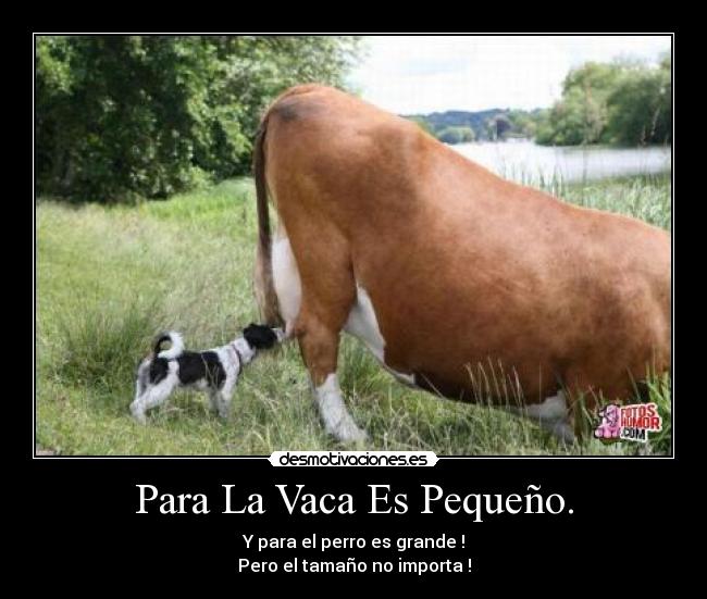 Para La Vaca Es Pequeño. - Y para el perro es grande !
Pero el tamaño no importa !