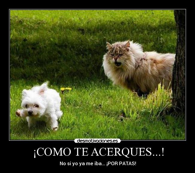 ¡COMO TE ACERQUES...! - No si yo ya me iba... ¡POR PATAS!