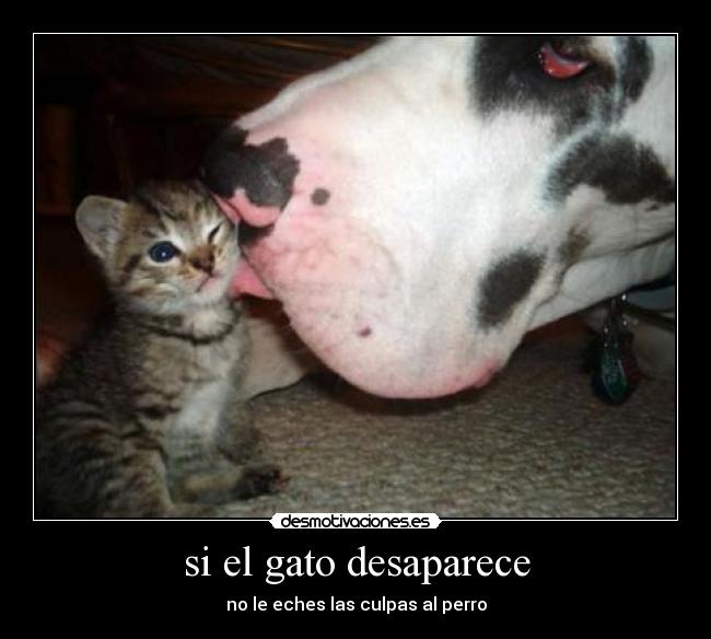 si el gato desaparece -