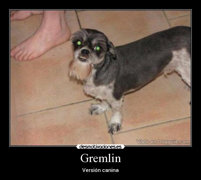 Gremlin - Versión canina