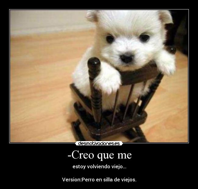 -Creo que me - estoy volviendo viejo...
Version:Perro en silla de viejos.