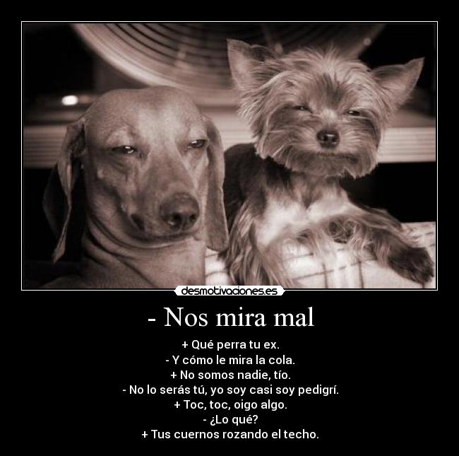 - Nos mira mal - + Qué perra tu ex.
- Y cómo le mira la cola.
+ No somos nadie, tío.
- No lo serás tú, yo soy casi soy pedigrí.
+ Toc, toc, oigo algo.
- ¿Lo qué?
+ Tus cuernos rozando el techo.