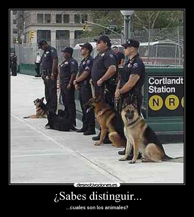 ¿Sabes distinguir... - ...cuales son los animales?