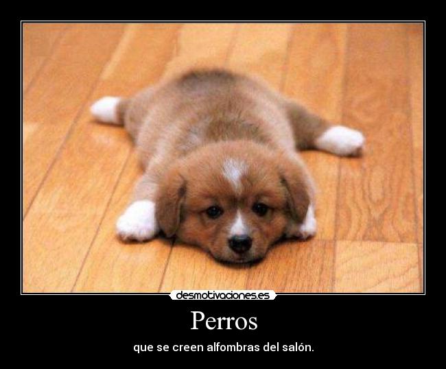 Perros - 