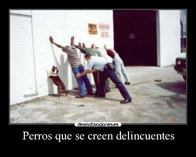 Perros que se creen delincuentes -