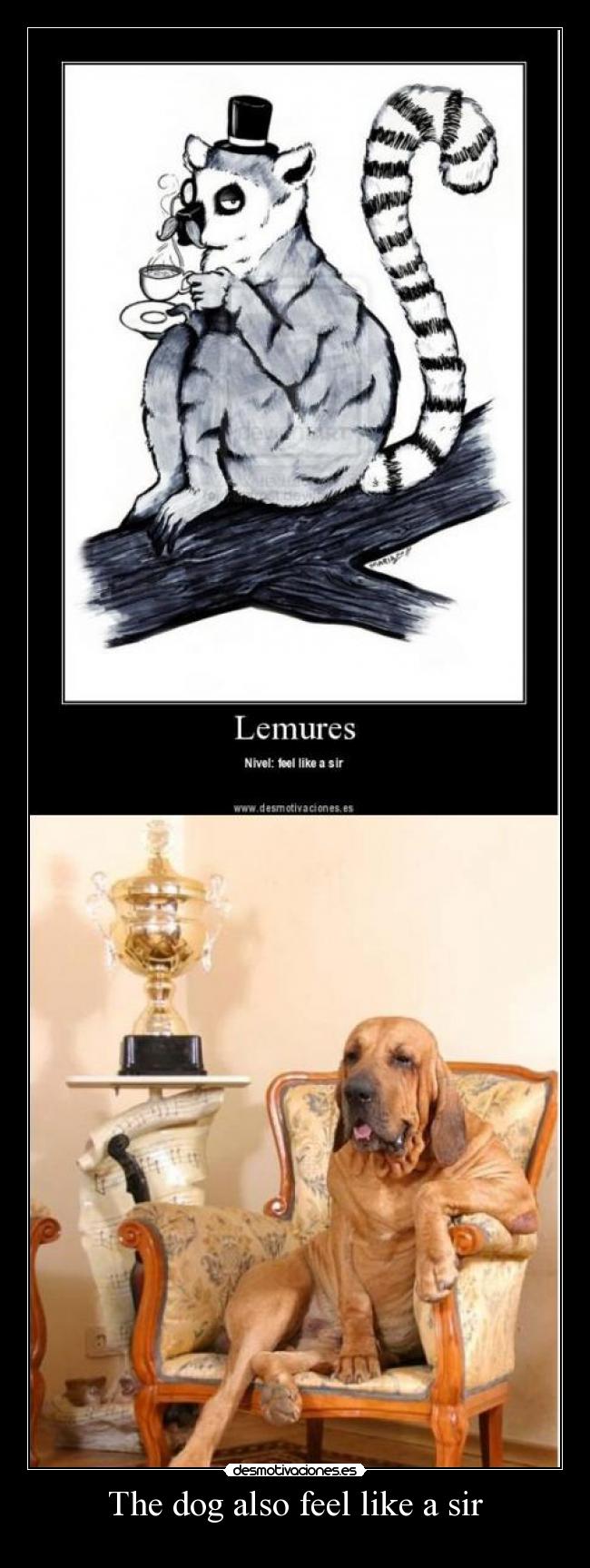 The dog also feel like a sir -