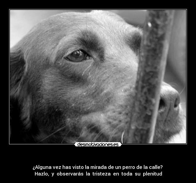   - ¿Alguna vez has visto la mirada de un perro de la calle? 
Hazlo,  y  observarás  la  tristeza  en  toda  su  plenitud
