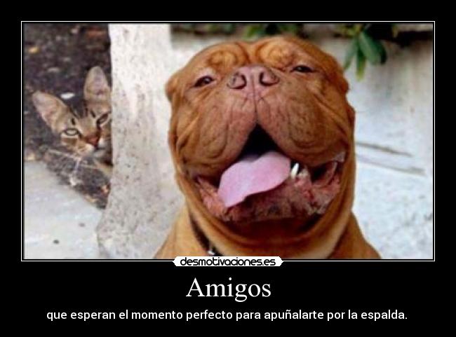 Amigos -