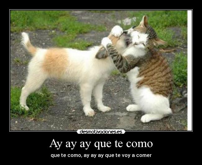 Ay ay ay que te como - que te como, ay ay ay que te voy a comer