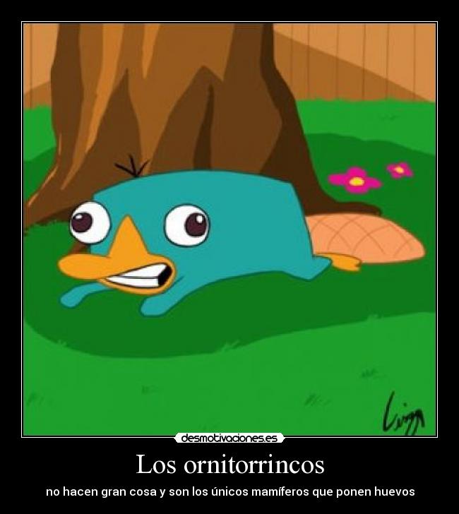 Los ornitorrincos - no hacen gran cosa y son los únicos mamíferos que ponen huevos