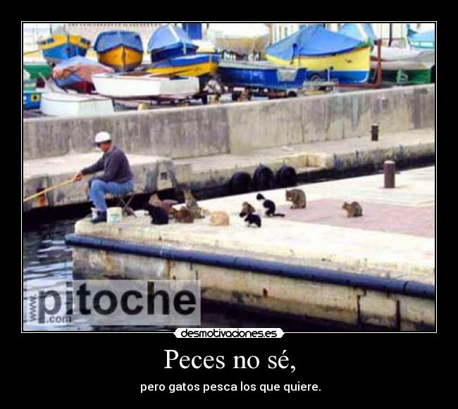 Peces no sé, - pero gatos pesca los que quiere.
