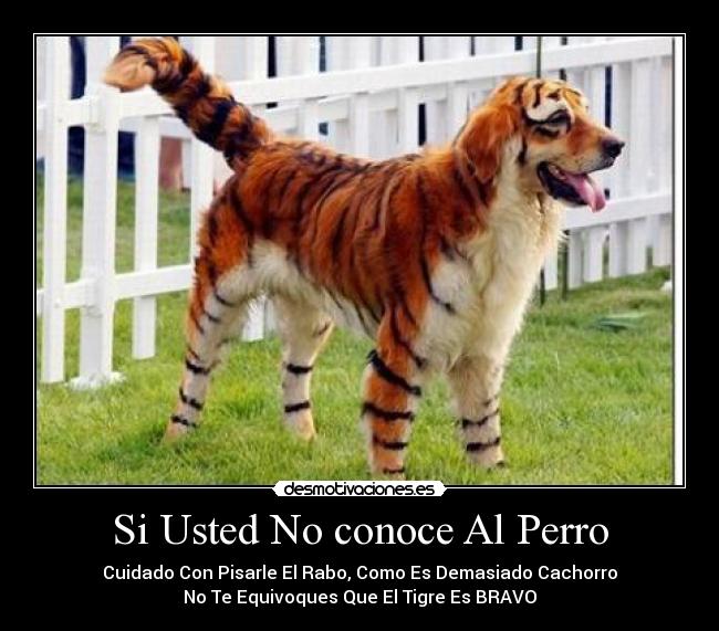 Si Usted No conoce Al Perro - Cuidado Con Pisarle El Rabo, Como Es Demasiado Cachorro
No Te Equivoques Que El Tigre Es BRAVO