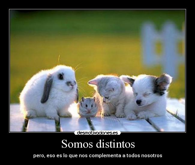 Somos distintos -