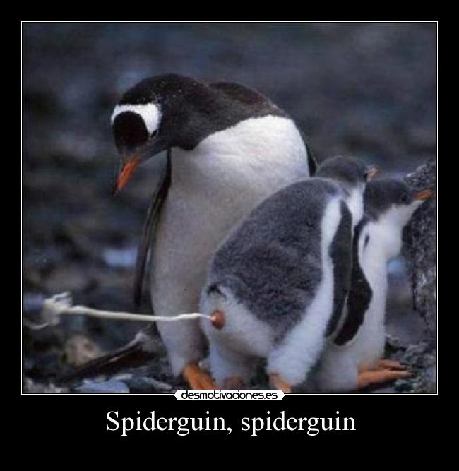 Spiderguin, spiderguin - 