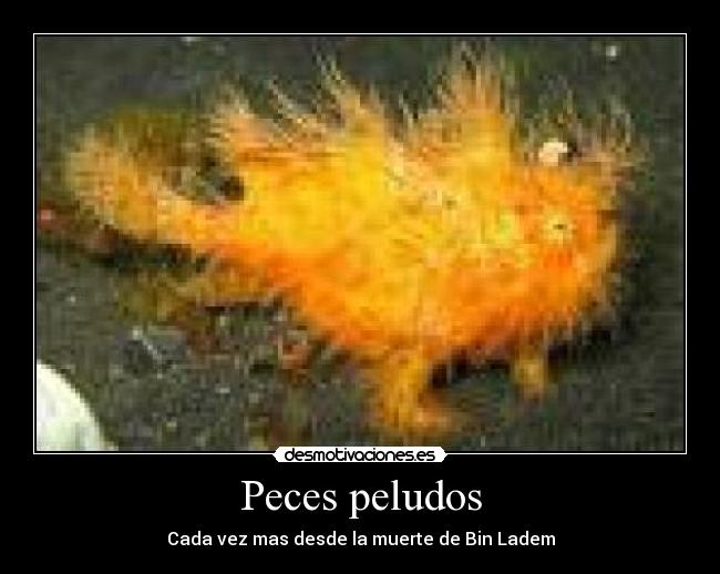 Peces peludos - Cada vez mas desde la muerte de Bin Ladem