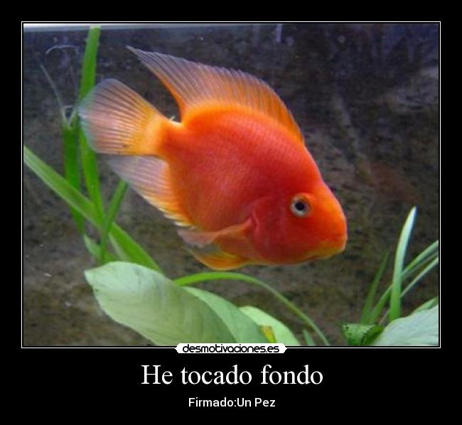 He tocado fondo - 