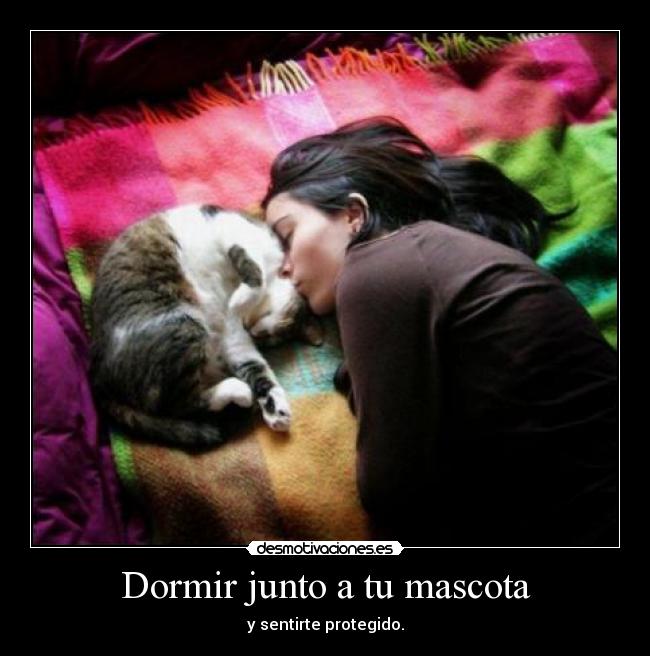 carteles dormir mascota dormir gatosprotegido desmotivaciones