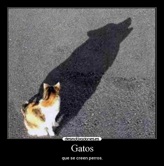 Gatos - 