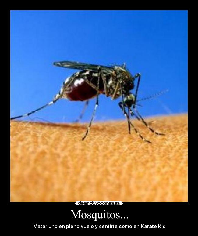 Mosquitos... - Matar uno en pleno vuelo y sentirte como en Karate Kid