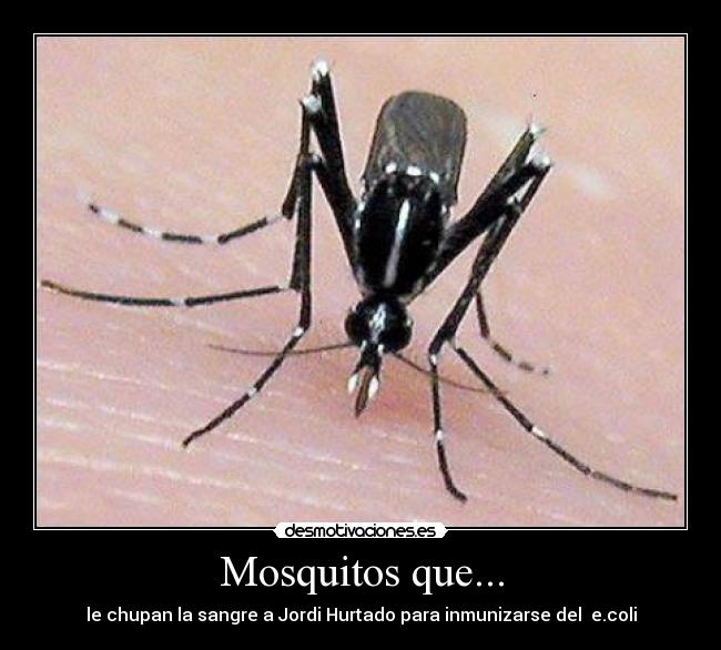 Mosquitos que... - le chupan la sangre a Jordi Hurtado para inmunizarse del e.coli