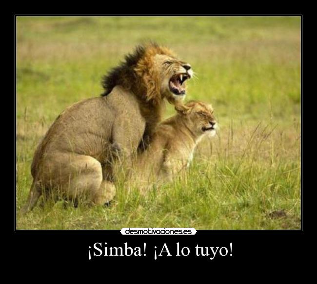 ¡Simba! ¡A lo tuyo! -