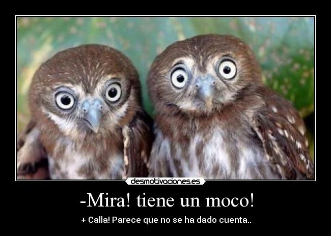 carteles buho-animal-moco desmotivaciones