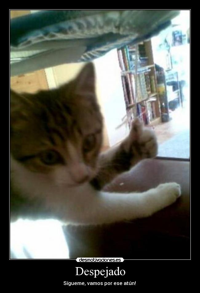 Despejado - Sígueme, vamos por ese atún!