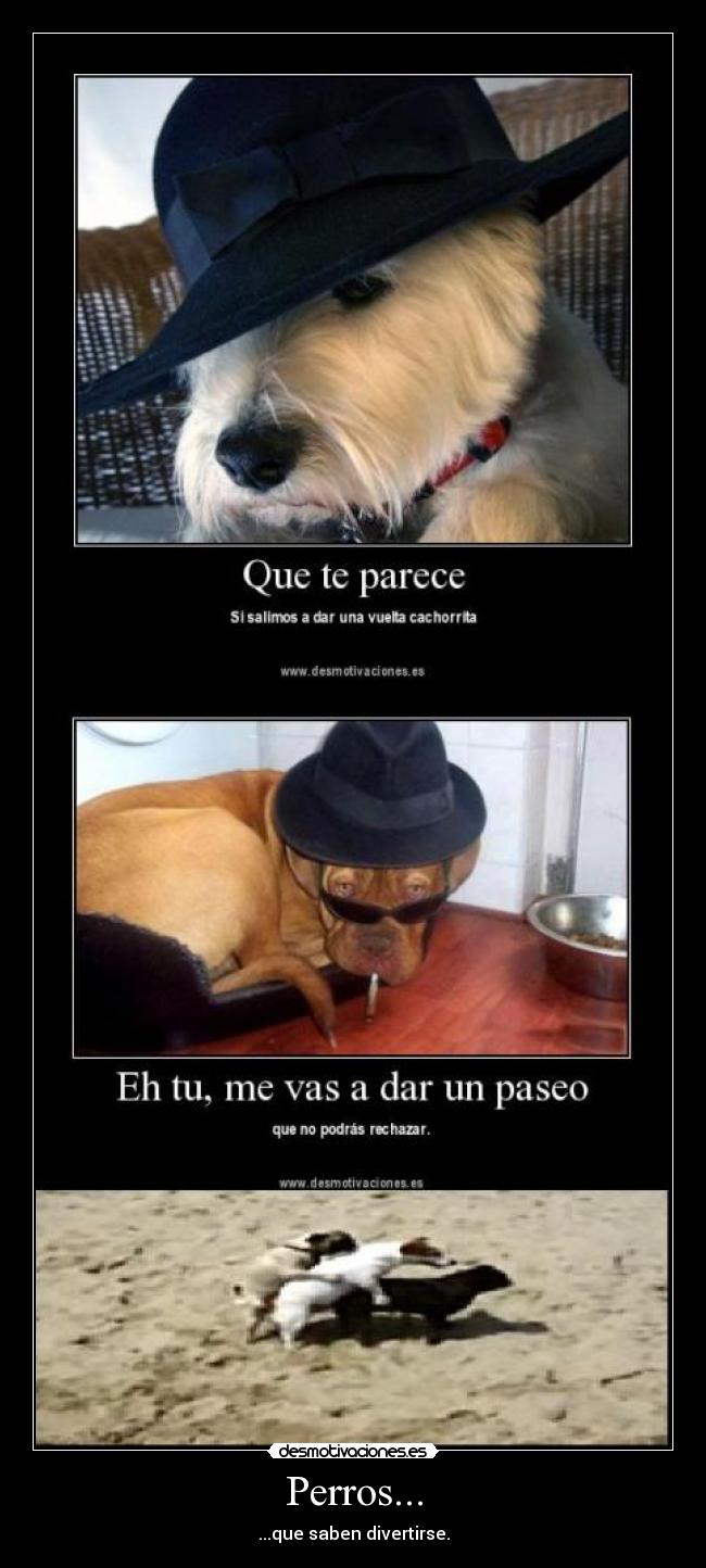Perros... -