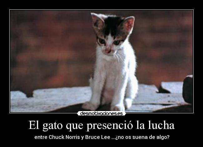 El gato que presenció la lucha - entre Chuck Norris y Bruce Lee ...¿no os suena de algo?