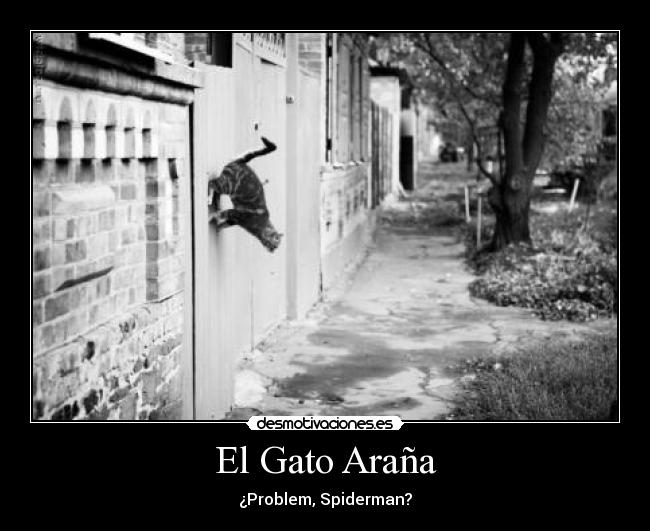 El Gato Araña -