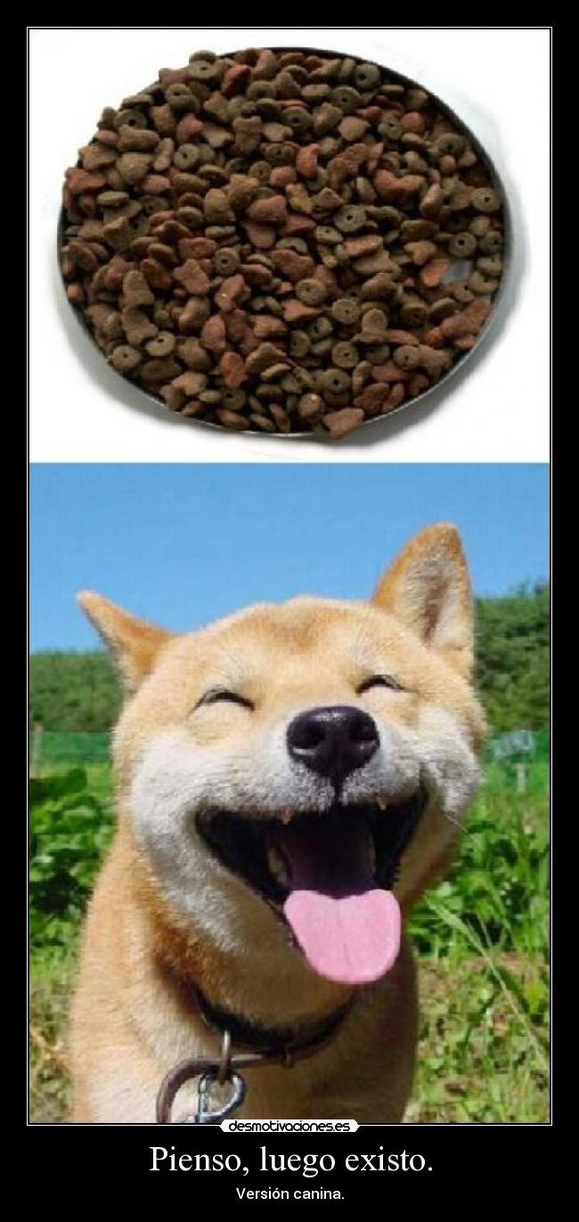 Pienso, luego existo. - Versión canina.
