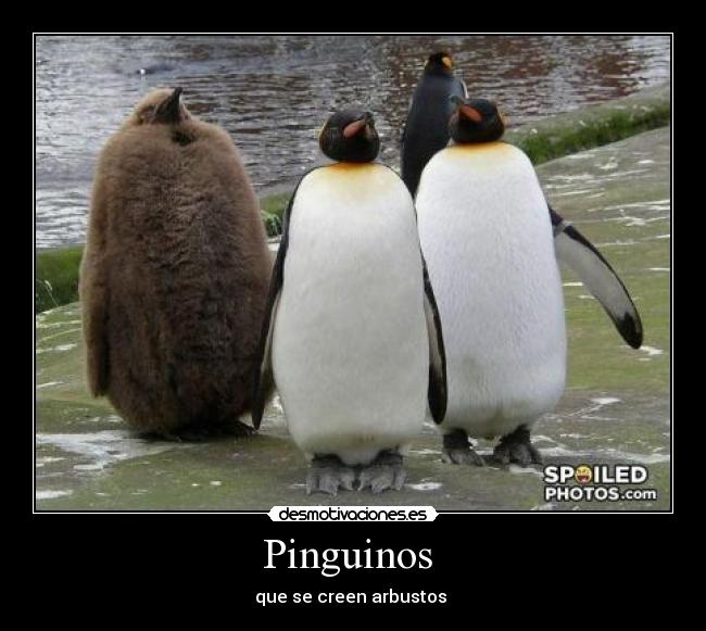 Pinguinos  - que se creen arbustos 