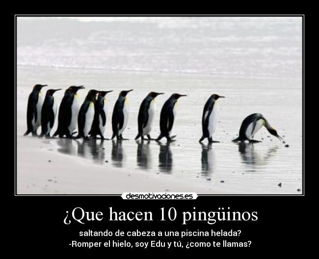 ¿Que hacen 10 pingüinos - saltando de cabeza a una piscina helada?
-Romper el hielo, soy Edu y tú, ¿como te llamas?