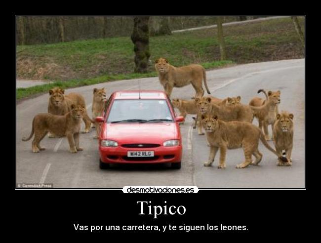 Tipico - Vas por una carretera, y te siguen los leones.