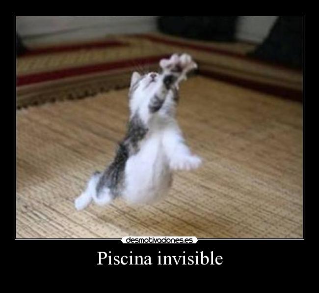 carteles gato desmotivaciones