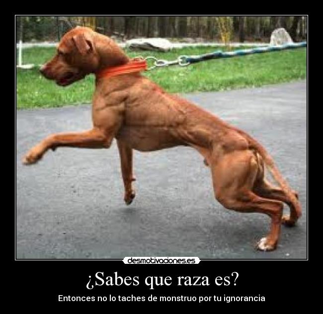 ¿Sabes que raza es? -