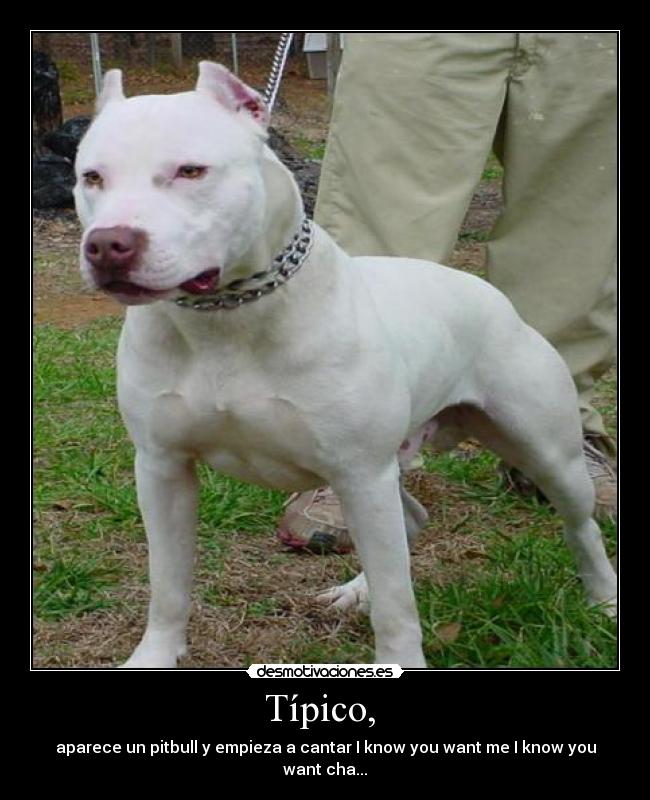 carteles pitbull desmotivaciones