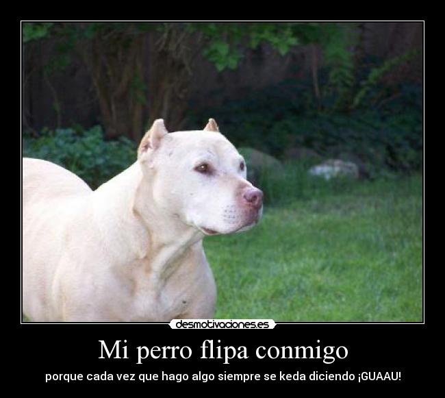 Mi perro flipa conmigo - porque cada vez que hago algo siempre se keda diciendo ¡GUAAU!