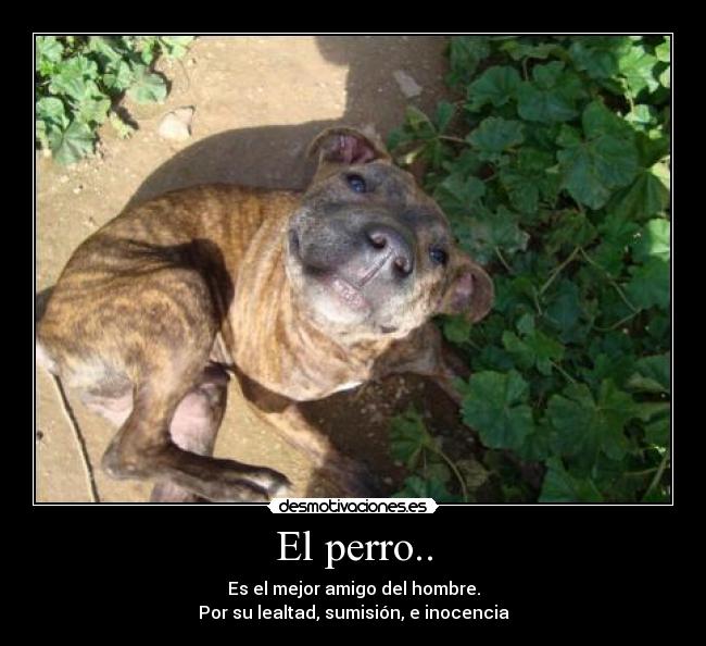 El perro.. -