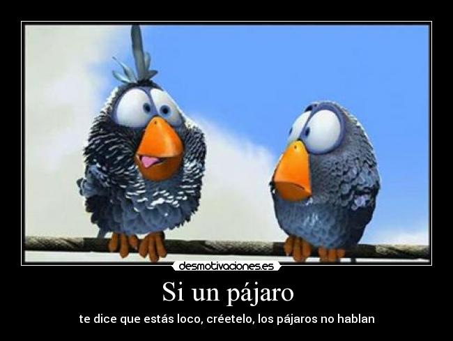 Si un pájaro - te dice que estás loco, créetelo, los pájaros no hablan
