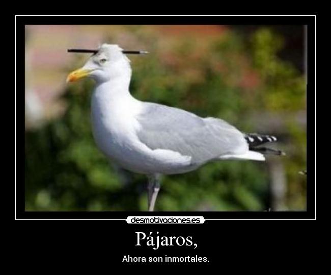 Pájaros, - 