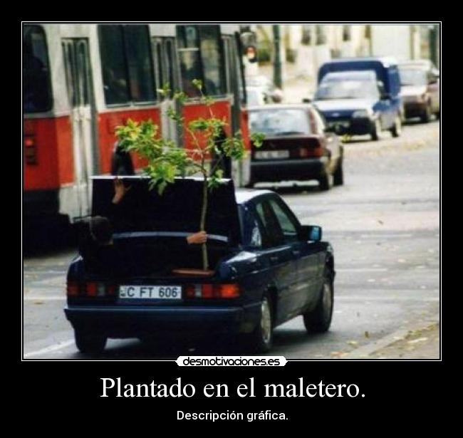 Plantado en el maletero. - 