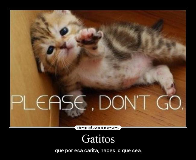 Gatitos - 