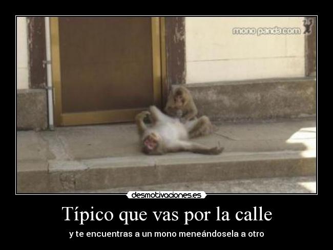 Típico que vas por la calle - y te encuentras a un mono meneándosela a otro