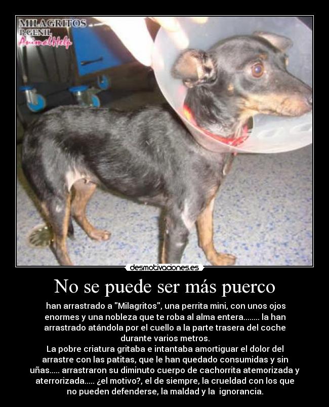 No se puede ser más puerco - han arrastrado a Milagritos, una perrita mini, con unos ojos
enormes y una nobleza que te roba al alma entera........ la han
arrastrado atándola por el cuello a la parte trasera del coche
durante varios metros.
La pobre criatura gritaba e intantaba amortiguar el dolor del
arrastre con las patitas, que le han quedado consumidas y sin
uñas..... arrastraron su diminuto cuerpo de cachorrita atemorizada y
aterrorizada..... ¿el motivo?, el de siempre, la crueldad con los que
no pueden defenderse, la maldad y la ignorancia.